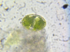 Cosmarium