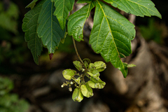 Paullinia pinnata