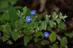 Evolvulus alsinoides