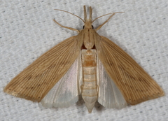 Diatraea lisetta