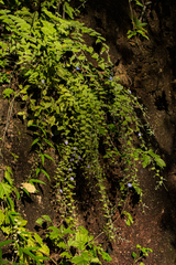 Evolvulus alsinoides