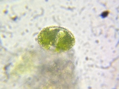 Cosmarium