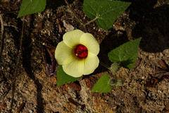 Pavonia cancellata