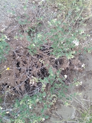 Mirabilis tenuiloba