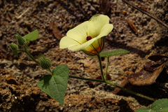 Pavonia cancellata