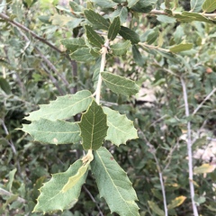 Quercus arizonica