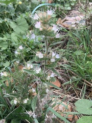 Echium italicum