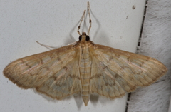 Herpetogramma theseusalis