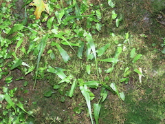 Asplenium rhizophyllum