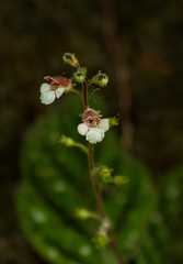 Gloxinia erinoides