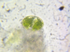 Cosmarium
