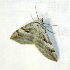 Aplocera praeformata