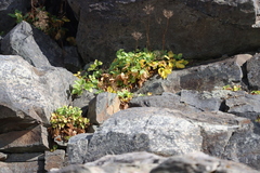Ligusticum scothicum