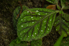 Gloxinia erinoides
