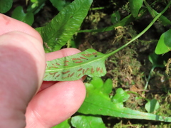 Asplenium rhizophyllum