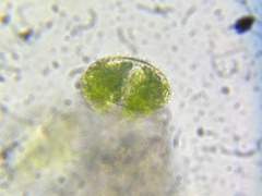 Cosmarium