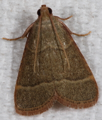 Hypsopygia nostralis