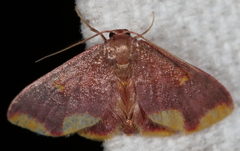 Lophosis labeculata