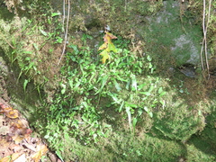 Asplenium rhizophyllum