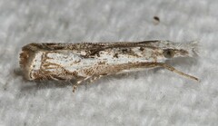 Microcrambus