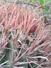 Ferocactus peninsulae