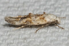 Mompha murtfeldtella