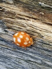 Calvia decemguttata