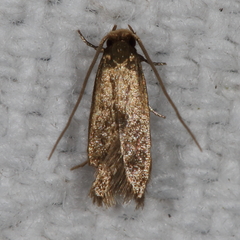 Phaeoses sabinella