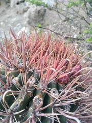 Ferocactus peninsulae