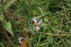 Bombus vagans bolsteri