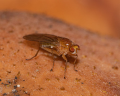Suillia laevis