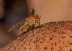 Suillia laevis