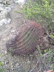Ferocactus peninsulae