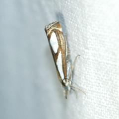 Catoptria mytilella
