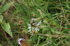 Bombus vagans bolsteri