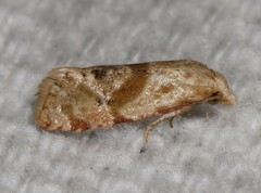 Platphalonidia magdalenae