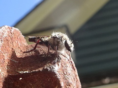 Heteropogon macerinus