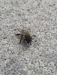 Apis mellifera