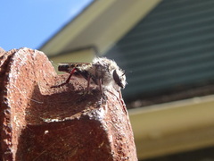 Heteropogon macerinus