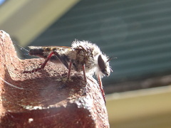 Heteropogon macerinus