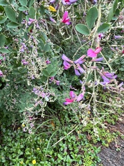 Lespedeza thunbergii