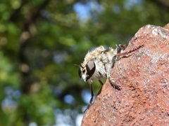 Heteropogon macerinus