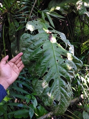 Anthurium schlechtendalii