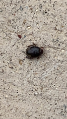 Pangaeus bilineatus