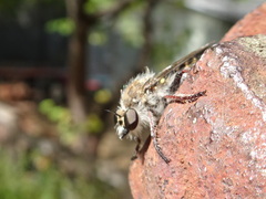 Heteropogon macerinus