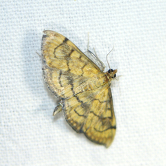 Anania verbascalis