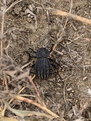 Philolithus sordidus