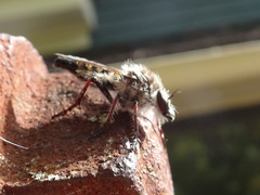 Heteropogon macerinus