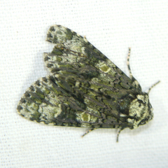 Craniophora ligustri