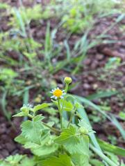 Perityle microglossa